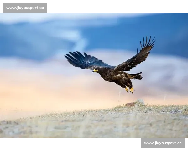 2026世界杯，非洲雄鹰展翅高飞！